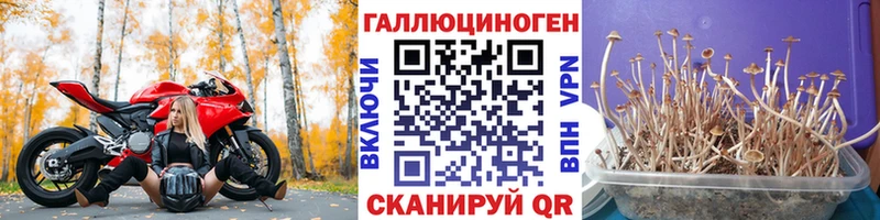 Галлюциногенные грибы Psilocybine cubensis  где купить наркоту  Бирюсинск 